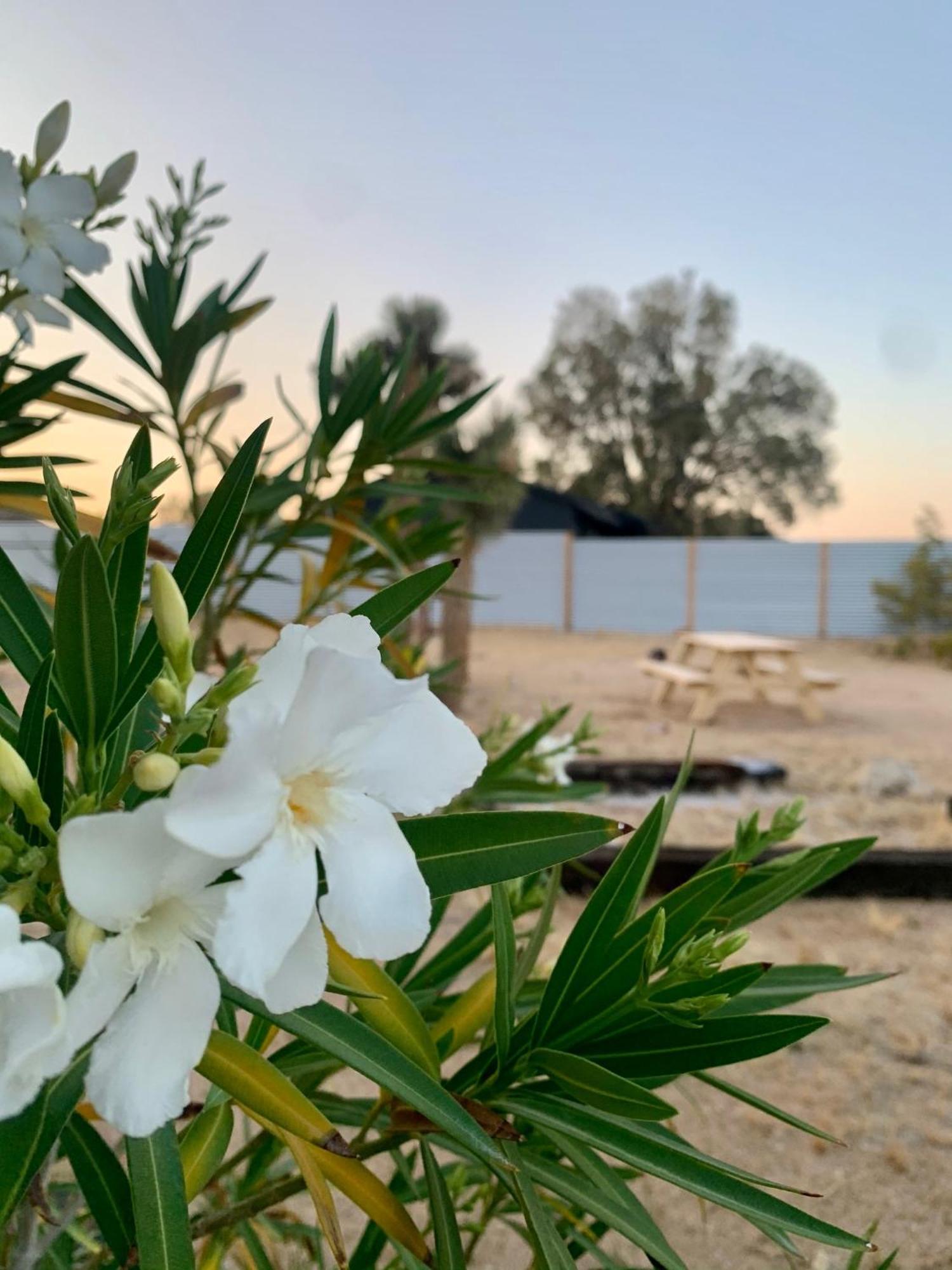 Casa Agave: Comfy Joshua Tree Cottage With Free Breakfast Bar Εξωτερικό φωτογραφία